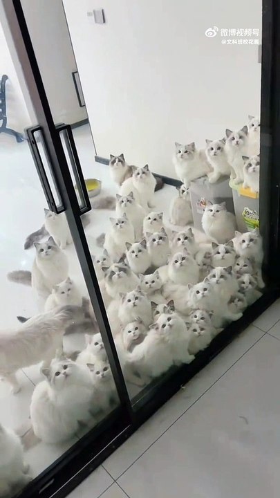 開燈時，看到一群可愛的貓咪；關燈變鬼屋，眼睛綠閃閃有點嚇人~ Cats are cute, when lights are off，scary！