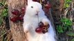 Cute and Beautiful rabbit video 2023 / funny animals