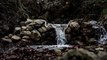 Escape to a Relaxing Oasis with the Sound of a Gentle Stream | Sleep Soundly with Nature's Lullaby