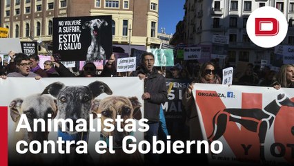 Animalistas contra el Gobierno por excluir a los perros de caza de la ley de bienestar animal