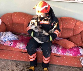 Çıkan yangında kuzu ve inekler itfaiye ekiplerince kurtarıldı