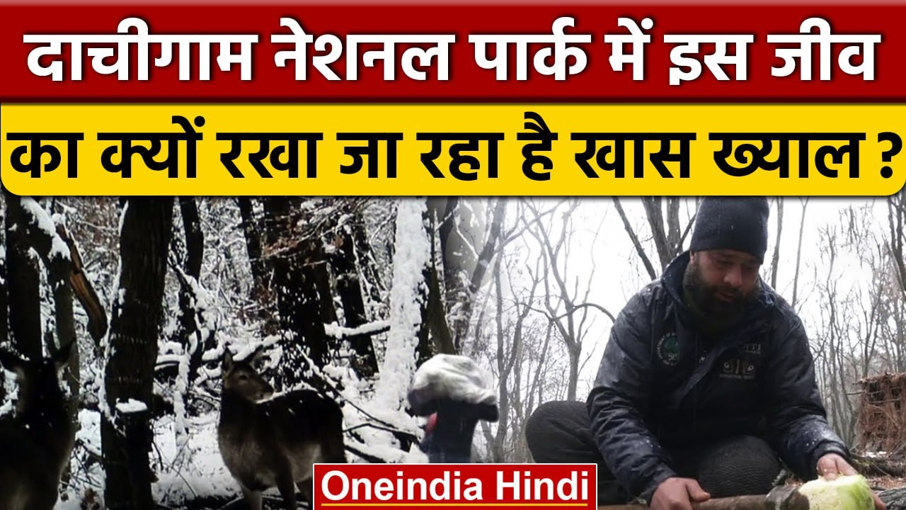 Dachigam National Park में हिमालयन हिरण Hangul का क्यों रखा जा रहा खास ख्याल ?| वनइंडिया हिंदी