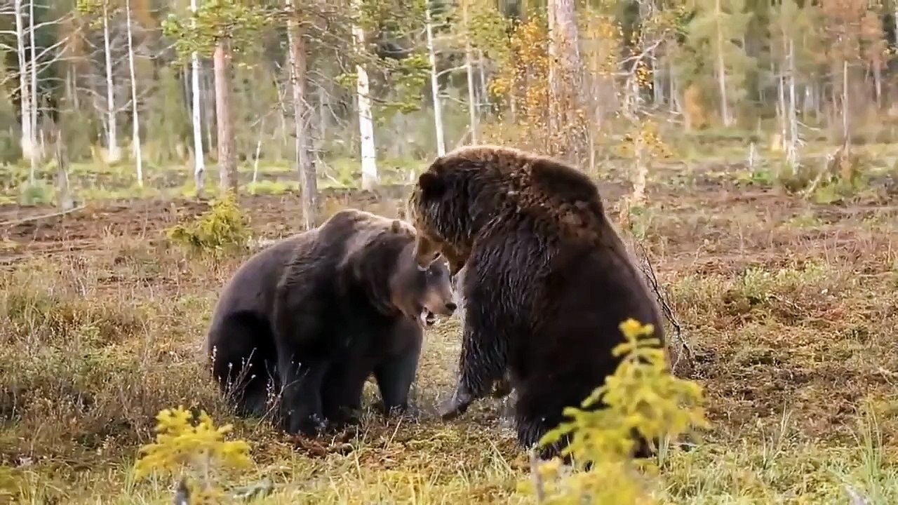 lion vs bear