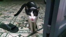 sharing-my-cute-pets-cat-and-puppy-dog-funny-moment-2-viral-cat-ytshorts.savetube.me