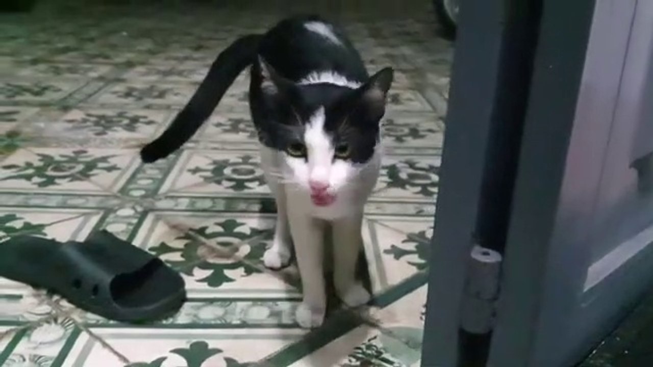 sharing-my-cute-pets-cat-and-puppy-dog-funny-moment-2-viral-cat-ytshorts.savetube.me