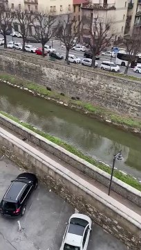 Firenze, cinghiali ormai in città: il video da viale Redi