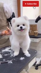 Cute and Fanny Pomeranian Videos