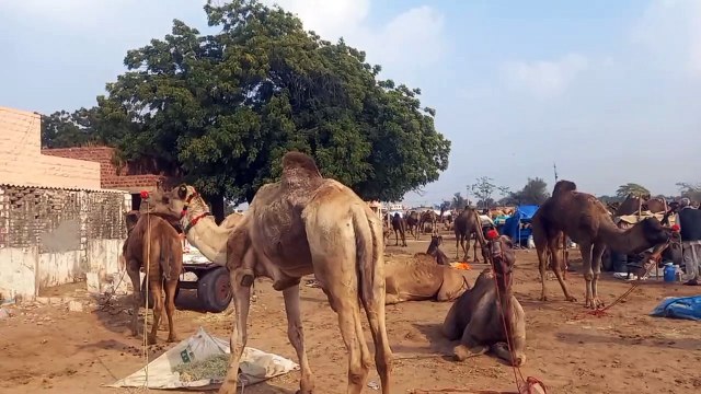 अलविदा - रामदेव पशु मेला, पशुओं के साथ रवाना हुए पशुपालक