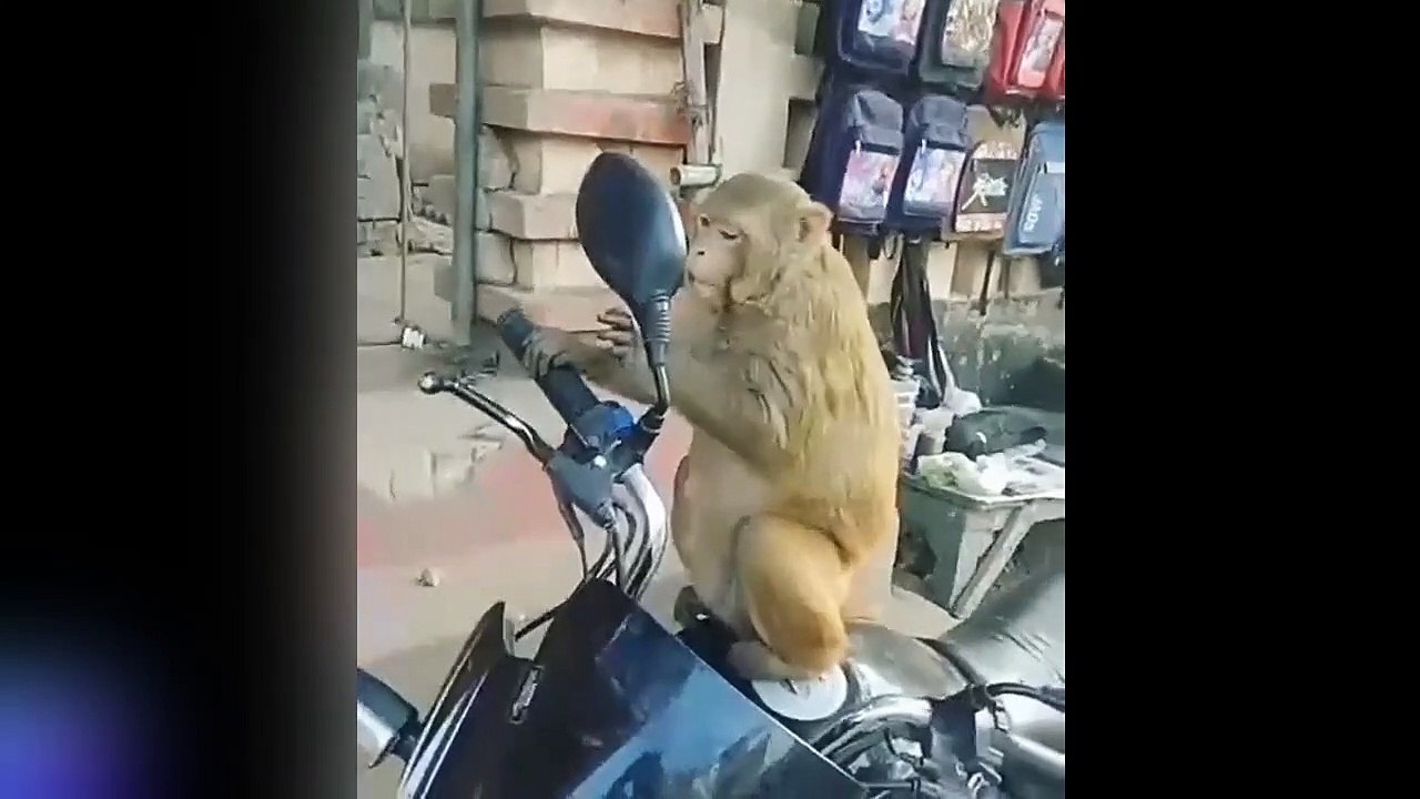 New Funny animal  videos 2023 | Kittens, Pets, Cats, Money, couple, funny fails videos