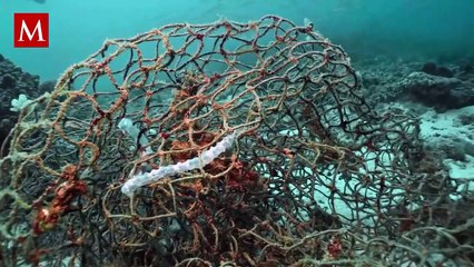 Aparece ballena muerta en Hawái; tenía gran cantidad de plástico en el estómago