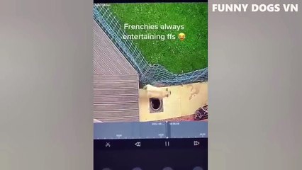 Funniest Animals Video - Funny Dogs And Cats - Try Not To Laugh Animals