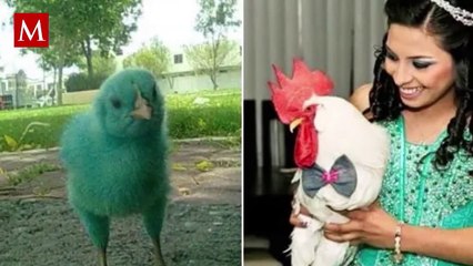 Perrita se lanza al mar para seguir a viajero que conoció durante 4 días: "No quería que me fuera"