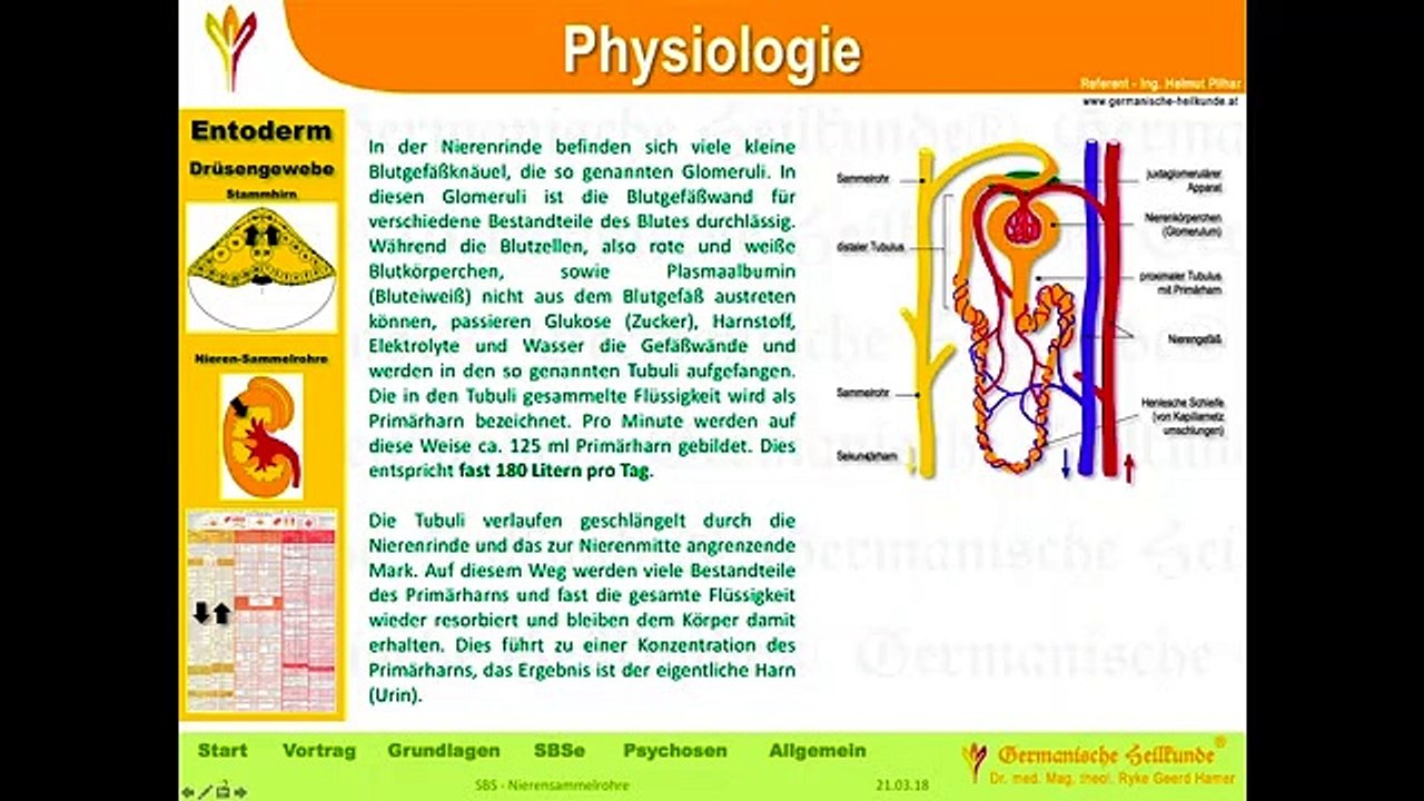 32 - Nierensammelrohre