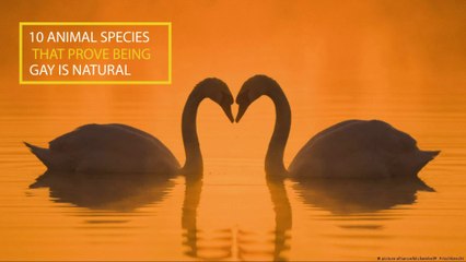 10 Gay Animals Who Prove Same Sex Love Is Natural