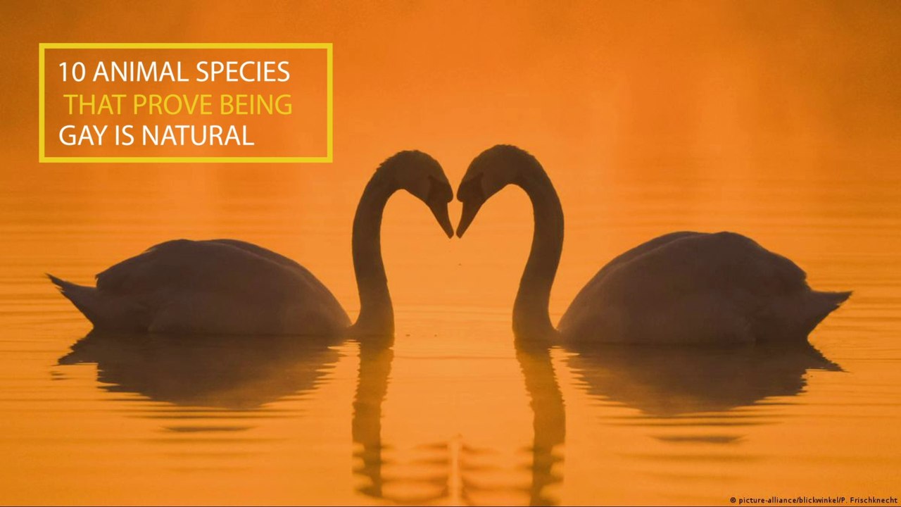 10 Gay Animals Who Prove Same Sex Love Is Natural