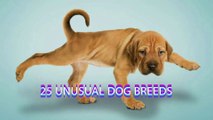 25 Most Unusual And Rare Dog Breeds