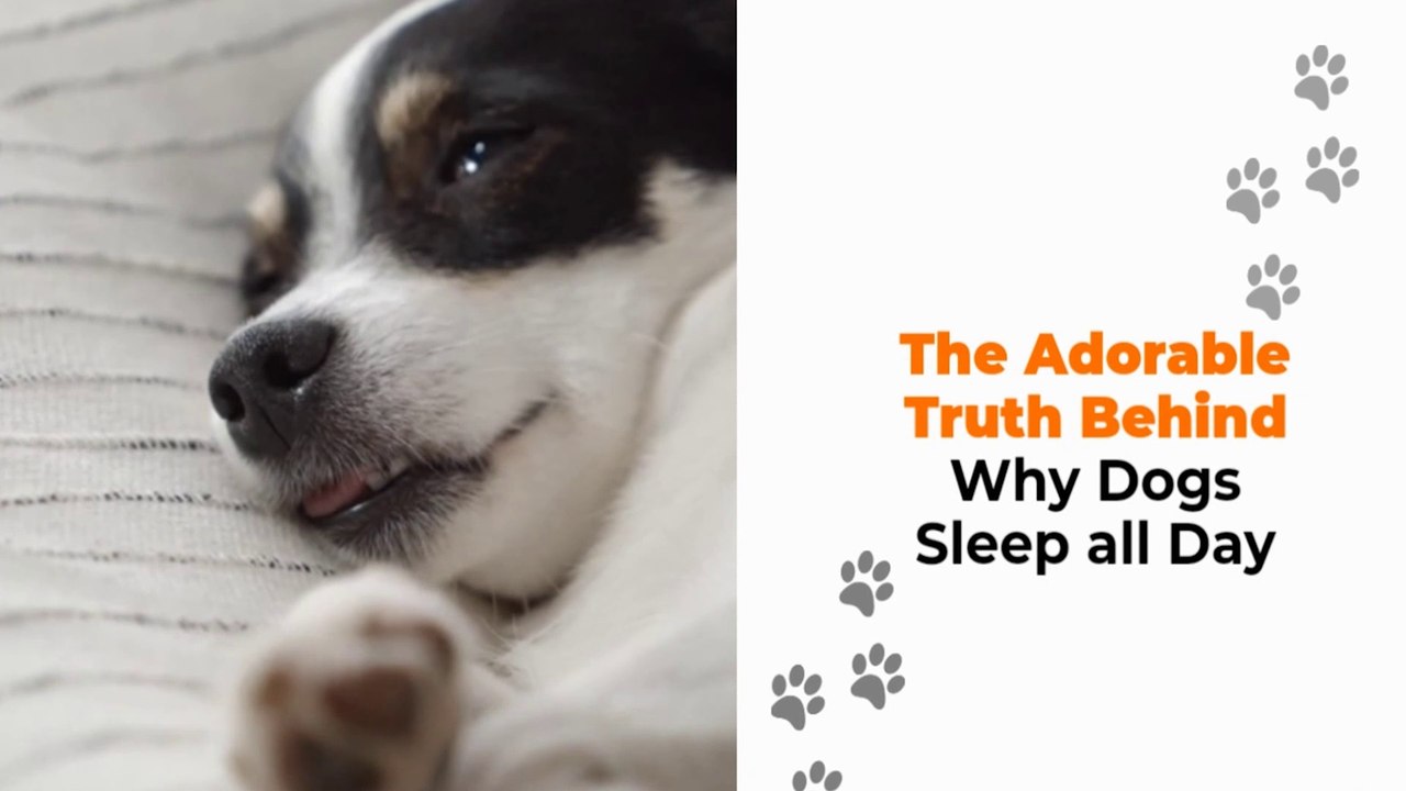 The Adorable Truth Behind Why Dogs Sleep all Day