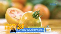 Iba’t ibang tips para ma-preserve at mas magamit ang mga kamatis | Unang Hirit