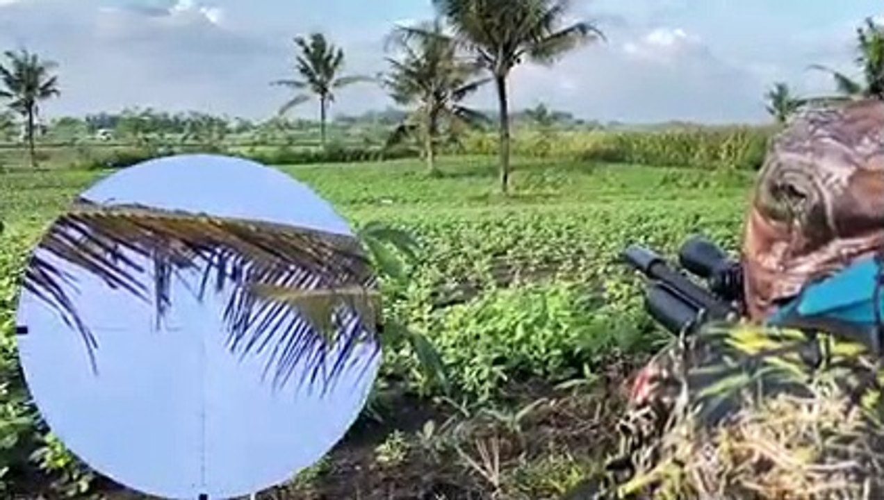 berburu burung terkukur spot berpasir