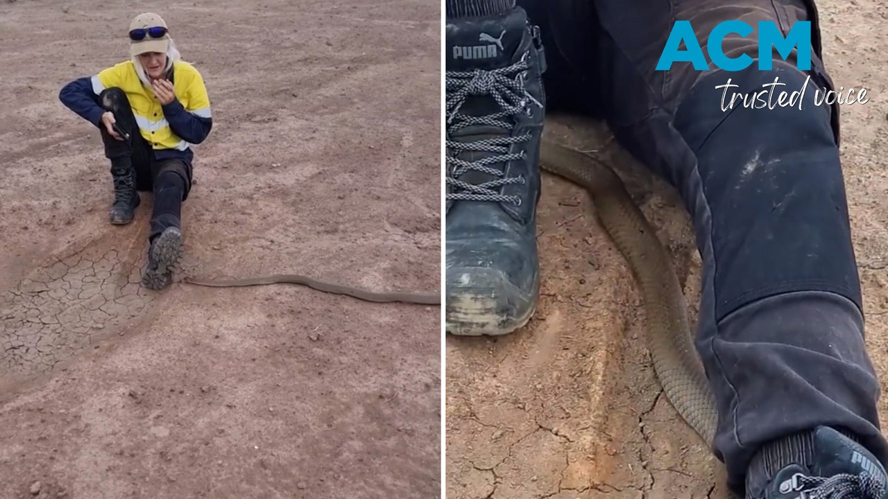 Worker's close encounter with snake while on smoko