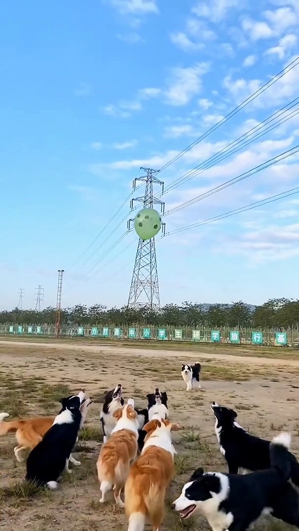 dog masti #dog funny videos