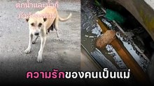 หัวอกแม่ ! นาทีน้ำตารื้น ตูบขอความช่วยเหลือมนุษย์ ช่วยลูกตกท่อ