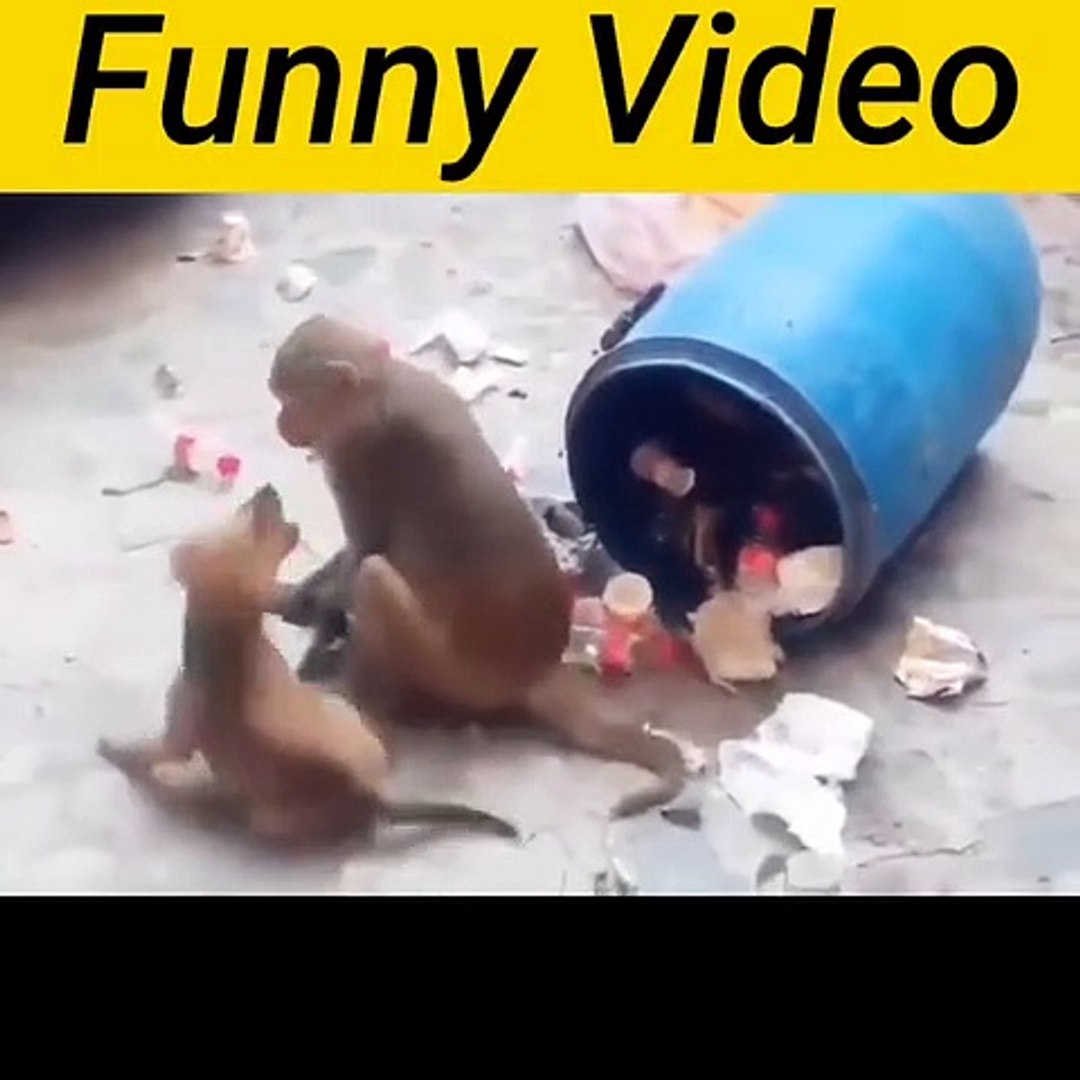 ⁣Funny animals! funny animals short video