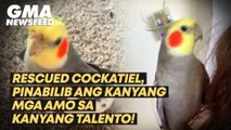 Rescued cockatiel, pinabilib ang kanyang mga amo sa kanyang talento! | GMA News Feed