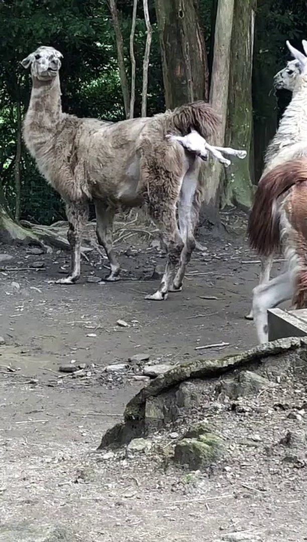 Funny animals! funny animals short video