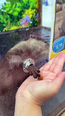 Funny animals! funny animals short video