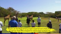 Giraffes take a keen interest in the putting at the tenth hole of Magical Kenya Open | The Nation