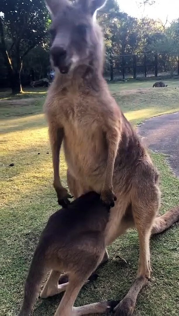 Funny animals! funny animals short video