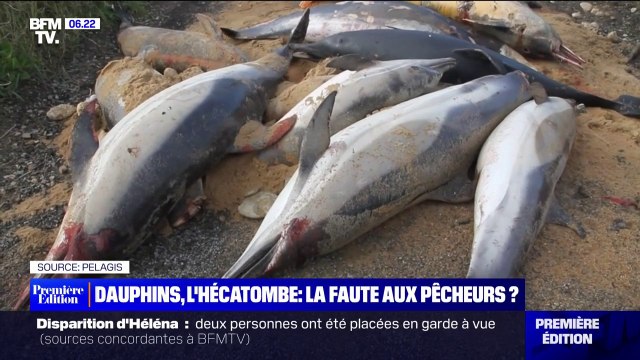 Dauphins échoués sur les côtes atlantiques: comment expliquer une telle hécatombe cette année?