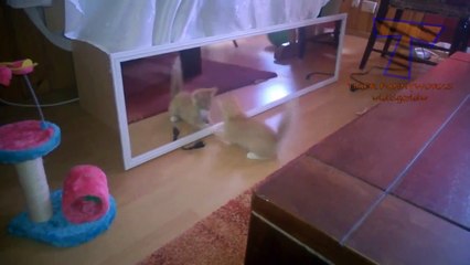 Cats Videos Making Laughing haha