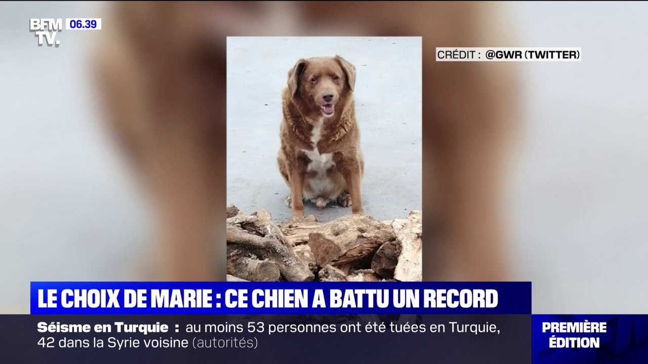À 30 ans, Bobby, devient le chien le plus vieux du monde