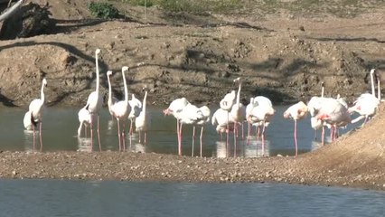 Descargar video: Foco en la protección de los humedales para la regulación del clima y los ciclos del agua