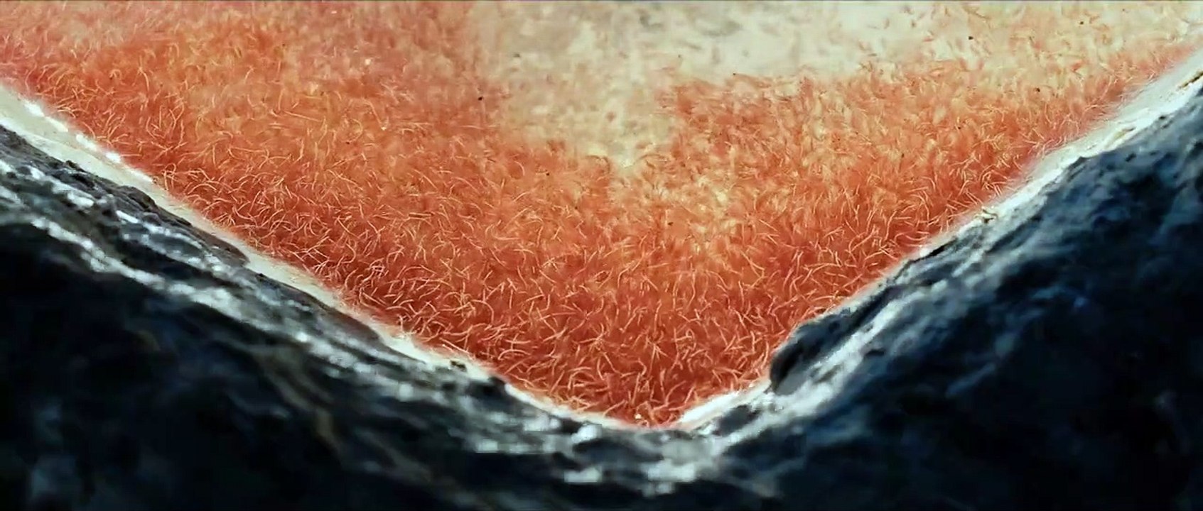 Gods Of Mexico Trailer OV