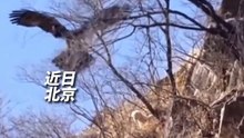 猛禽之王金雕空中突襲，用利爪一把抓走小羊。The Golden eagle pounced, its claws snatched the lamb. #OMG