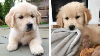 The Cutest Golden Retriever you Want to See Doing Funny and Adorable Things | HaHa Animals