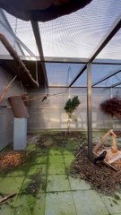 World amazing Bird parrot