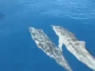 Nage avec les dauphins - Ile Maurice