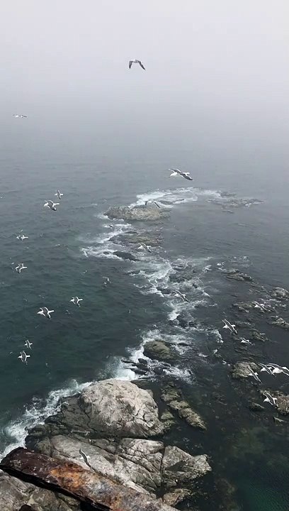Birds flying in ocean