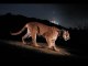 Watch it live Memorial for P-22 the Hollywood mountain lion livecast today