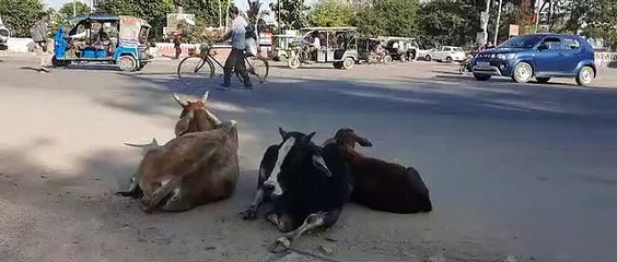 कुछ युवा शहर के अलग-अलग इलाके में गोवंश को रोज देते हैं चारा-पानी