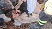 Capannori (LU) - Cane finisce in canale di scolo: salvato dai Vigili del Fuoco (06.02.23)