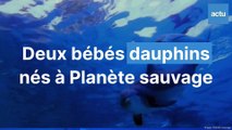 Deux bébés dauphins nés en captivités à Planète sauvage, à Port-Saint-Père