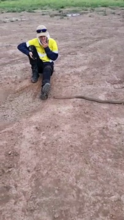 Un serpent brun, l'un des serpents les plus venimeux du monde, vient se faufiler entre les jambes de cette femme