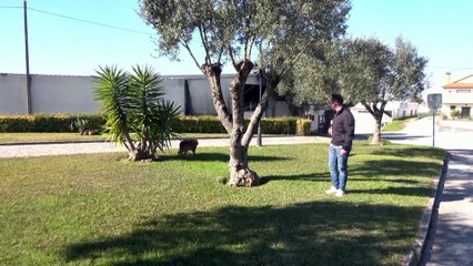 Meet Bobi, the world's oldest dog on record