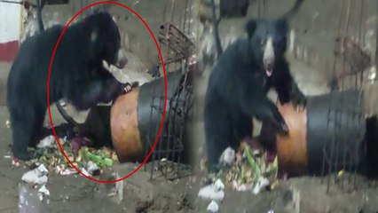 Koppala ಅಂಜನಾದ್ರಿಯಲ್ಲಿ ಕರಡಿ ಪ್ರತ್ಯಕ್ಷ, ಜನರಿಗೆ ಆತಂಕ | *Viral | OneIndia Kannada