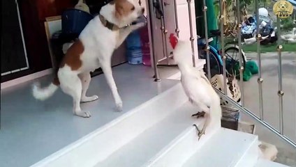 fighting between Dog and chicken